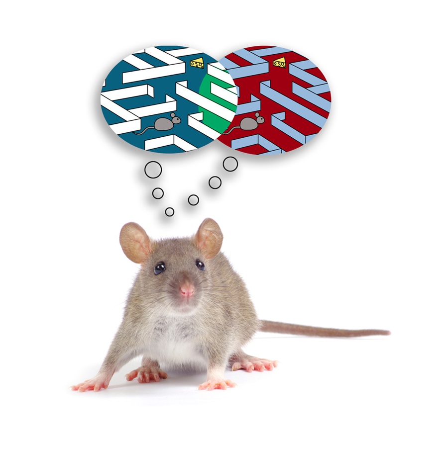 Creating False Mouse Memories