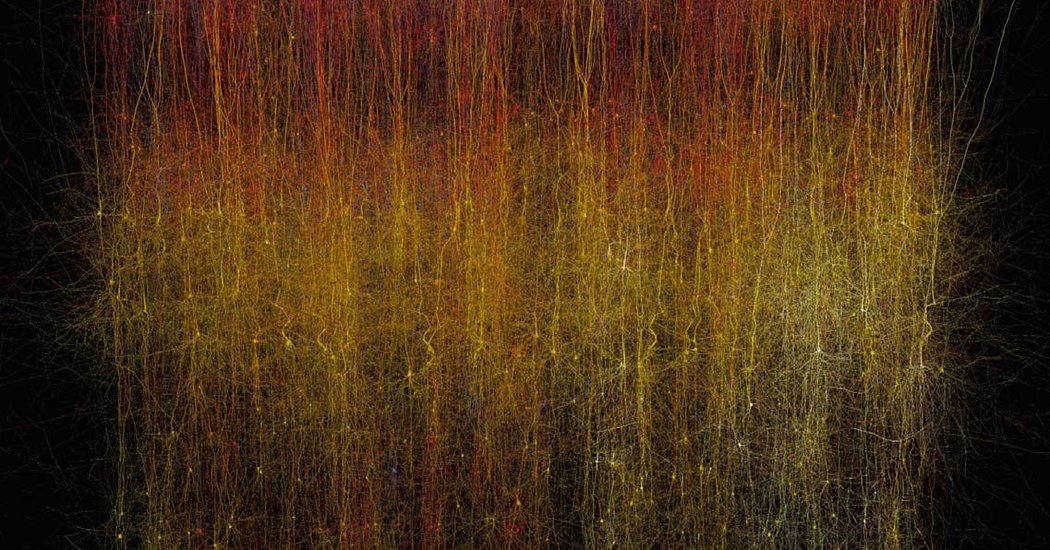 http://www.nytimes.com/2015/10/09/science/rat-brain-digital-reconstruction-human-brain-project.html
