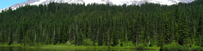 The Case for Pure Evergreen Content