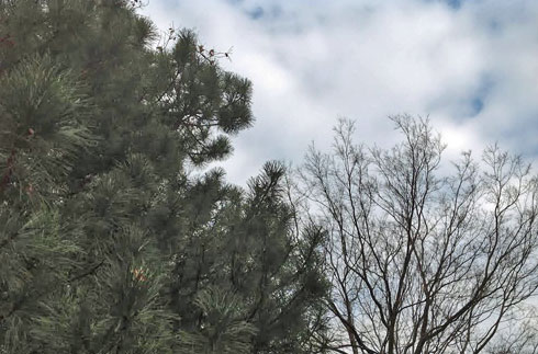 5 Tips to Creating Evergreen Content